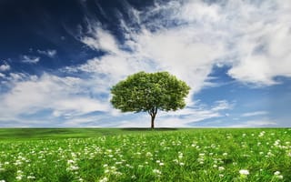 Картинка цветы, одинокое дерево, трава, поле, пейзаж, облака, небо