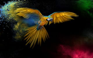 Картинка птица, перья, арт, желтый попугай, Ара, фотошоп, крылья