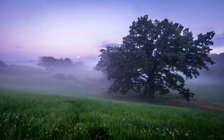 Картинка закат, трава, природа, туман, пейзаж, поле, дерево