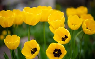 Картинка весна, цветы, природа, флора, жёлтые, тюльпаны