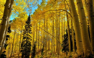 Картинка осень, краски осени, лес, осенние листья, природа, деревья, пейзаж