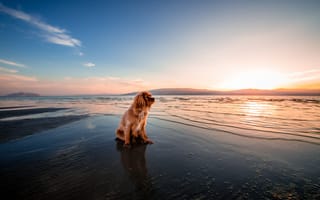 Картинка собака, морской берег, утро, мокрая, влажная, пляж, животные, восход солнца