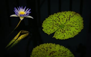 Картинка водяная лилия, вода, пруд, растение, природа, листья, флора, цветок