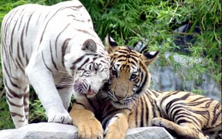 Картинка белый тигр, животные, пара, кошка, любовь, кошки, нежность, Амурский тигр