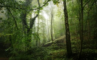 Картинка туман, лес, деревья, рассвете, природа, пейзаж, утро