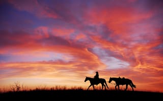 Картинка кони, силуэт, поле, закат, животные, ковбой, небо, картинки на телефон