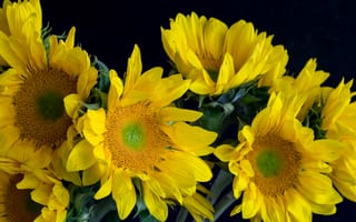Картинка цветы, букет, флора, подсолнух, жёлтый