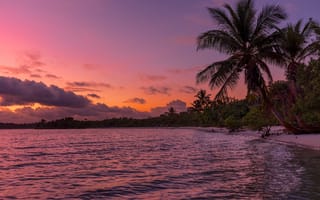 Картинка пальмы, закат, море, волны, пляж, пейзаж, природа, Florida
