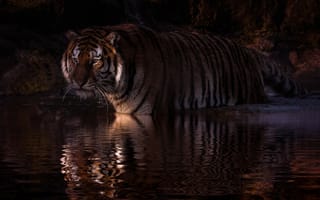 Картинка ночь, хищник, вола, тигр, большая кошка, зверь, водоём, отражение