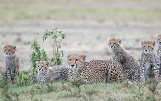 Картинка гепард, большие кошки, гепарды, хищники, Cheetah family, панорама, большие котята, звери, семья гепардов