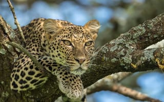 Картинка Девушка леопард
