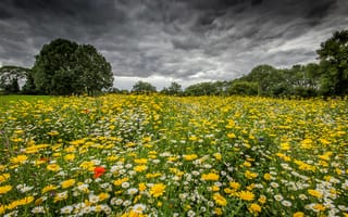 Картинка Моуден, графство Дарем, Великобританя, цветы, облака, небо, деревья, Дарлингтон, поле, красота, ромашки, пейзаж, цветочное поле, природа