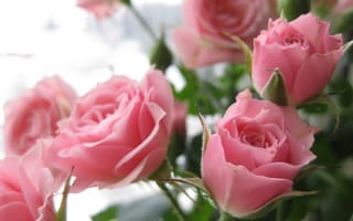 Картинка розовые розы