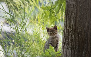 Картинка котёнок, трава, дерево, домашнее животное, малыш, позирует
