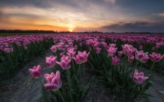 Картинка Тюльпаны в Нидерландах, тюльпаны, пейзаж, цветы, поле, закат