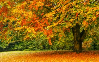 Картинка осень, пейзаж, осенние листья, деревья, природа, осенние краски, парк