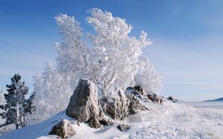 Картинка зима, мороз, деревья