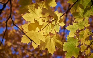 Обои осень, осенние краски, ветки деревьев, осенние листья, краски осени, природа