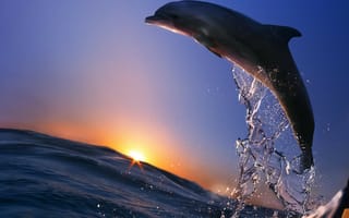 Картинка дельфин, прыжок из моря