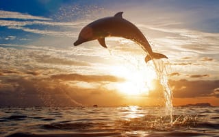 Картинка дельфин, закат солнца, прыжок из воды