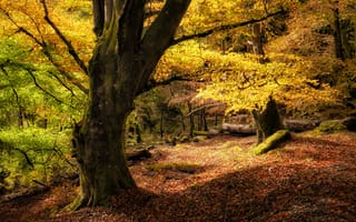 Картинка осень, краски осени, осенние листья, пейзаж, лес, природа, деревья