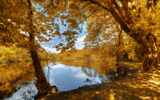 Картинка Cong, деревья, Ireland, река, осенние листья, лес, пейзаж, краски осени, природа, осень, County Mayo