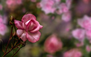 Картинка Роза, флора, ветка, цветок