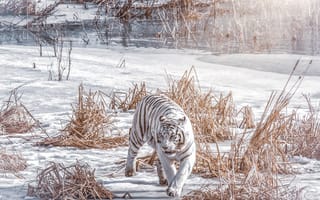 Картинка белый тигр, животное, зверь, хищник, зима