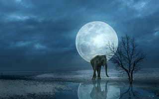 Картинка слон, отражение, фотошоп, море, луна, берег, арт, дерево, лунный свет