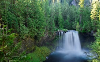 Картинка Koosah Falls, деревья, Willamette National, Линн Каунти, лес, Орегон, пейзаж, водопад