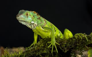 Картинка Green Iguana, зелёная, ящерица, пресмыкающееся, растительноядные