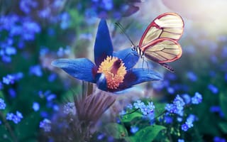 Картинка цветок, флора, макро, природа, бабочка