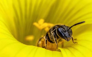 Картинка пчела, макро, pollination, жёлтый цветок