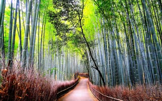 Картинка бамбук, дорога, тропинка, лес, природа