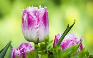 Картинка тюльпаны, макро, цветы, цветок, флора