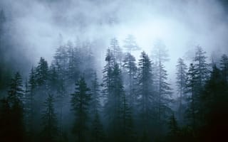 Картинка туман, верхушки деревьев, деревья, туманный лес