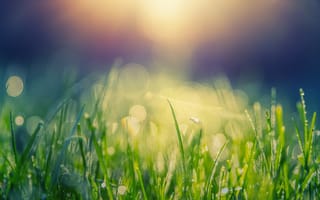 Картинка трава, макро, размытый, солнечный луч, фотографии, роса, природа