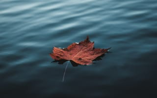 Картинка лист, вода, фотографии, осень, природа