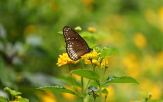Картинка бабочка, опыление, жёлтый цветок, макро