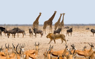 Картинка Саванна, викуна, Африка, impala, отверстие для воды, антилопа, намибия, Сафари, млекопитающее, природа, степь, верблюдоподобное млекопитающее, фауна, пастбище, спрингбок, заповедник, жирафы, сухой, приключения, аравийский верблюд, дикая природа, верблюд, стадо, животные, лев, антилопа гну