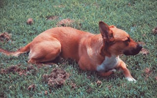 Картинка собака, трава, собаки, глядит в сторону, лежа