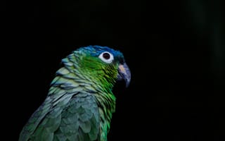 Картинка зелёный попугай, птицы, клюв, природа