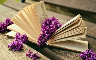 Картинка книга, цветок, страницы книги, фиолетовый цветок, цветы, бумага, сиреневый, лаванды, литературы