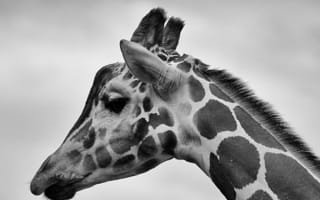 Обои giraffidae, фауна, черно-белый, крупным планом, белый, фотографии, монохромный, животные, млекопитающее, животное, природа, позвоночные, жираф, бесплатные изображения, монохромная фотография