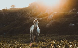 Картинка белый конь, поле, величественная, солнечный свет