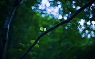 Картинка зеленые листья, ветки, природа, размытый, близко, картинки на телефон