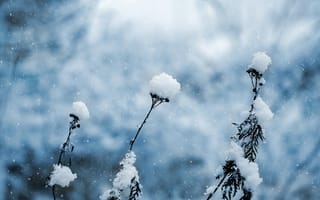 Картинка трава, размытый, снег, зима, природа