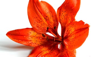 Обои оранжевая лилия, цветы, лили, лист, лепесток, растение, макро, оранжевый, цветок, бесплатные изображения, цветущее растение, макросъемка, красный, наземное растение, природа