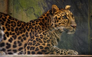 Картинка леопард, глядит в сторону, большие кошки, хищник, дикая природа, кошки