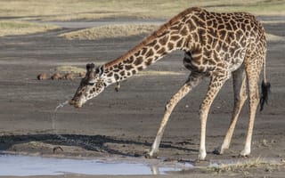 Картинка жираф, вода, животные, африка